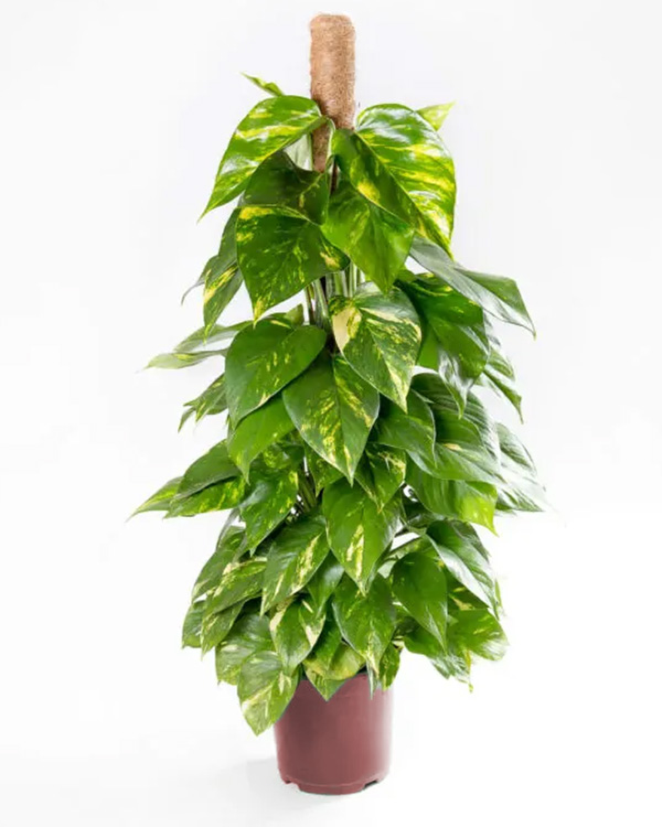Jiboia (Epipremnum aureum)