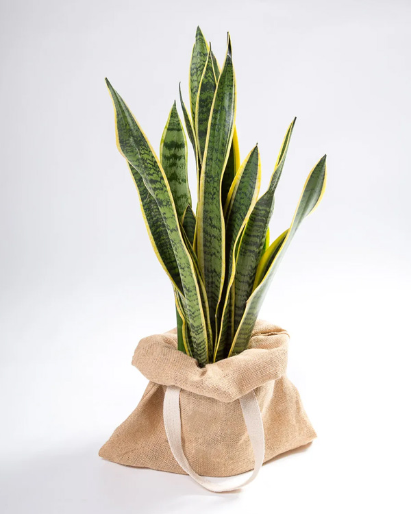 Espada-de-São-Jorge (Sansevieria trifasciata)