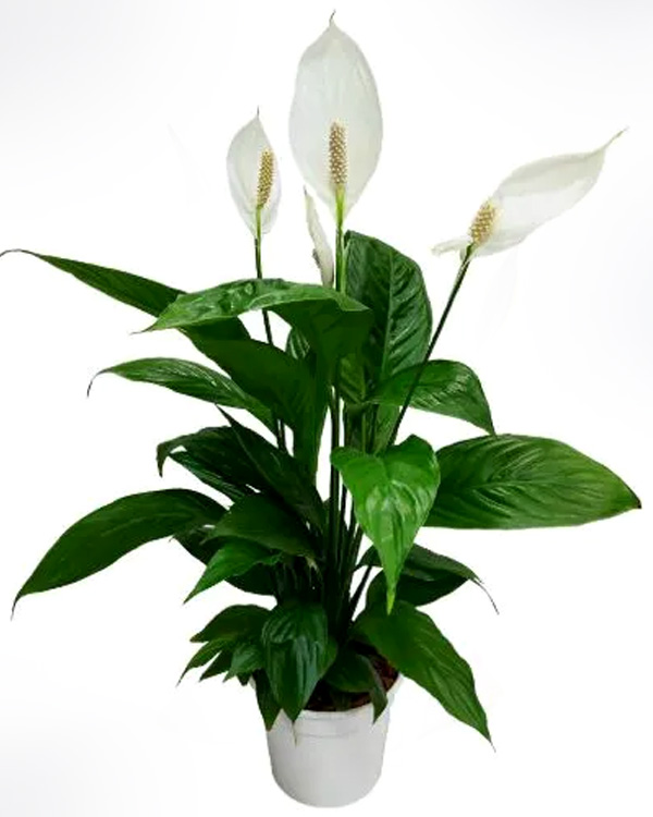 Lírio-da-paz (Spathiphyllum wallisii)