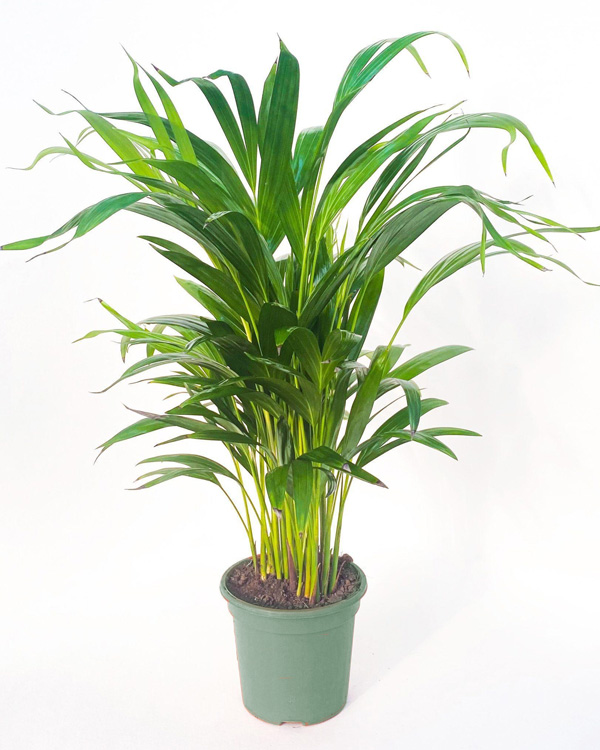 Palmeira Areca (Dypsis lutescens)